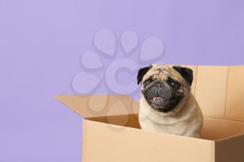 Cute pug dog in cardboard box on color background�