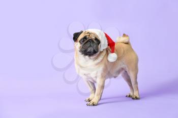 Cute pug dog in Santa hat on color background�