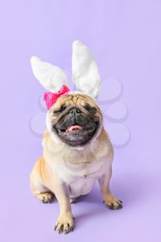 Cute pug dog with bunny ears on color background 