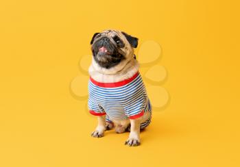 Cute pug dog in t-shirt on color background�