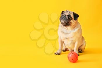 Cute pug dog with toy ball on color background�
