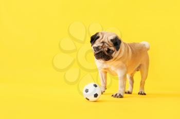 Cute pug dog with toy ball on color background�