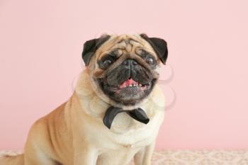 Cute pug dog with bowtie on color background�