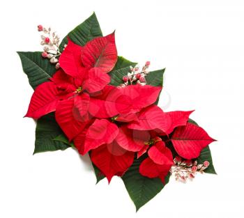 Beautiful Christmas composition with poinsettia on white background�