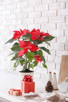 Christmas plant poinsettia on kitchen table�