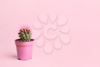 Pot with cactus plant on pink background�