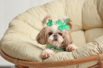 Cute dog on lounge chair at home. St. Patrick's Day celebration�