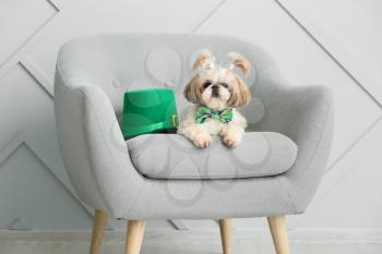 Cute dog with green hat on armchair. St. Patrick's Day celebration�