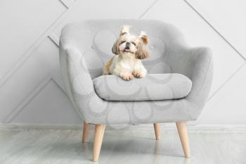 Cute dog lying on armchair�