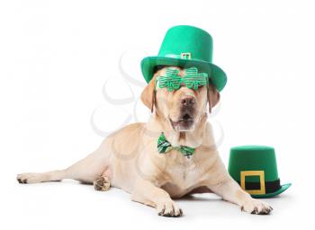 Cute dog with green hat on white background. St. Patrick's Day celebration�