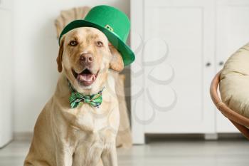 Cute dog with green hat at home. St. Patrick's Day celebration�