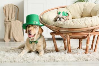 Cute dogs at home. St. Patrick's Day celebration�