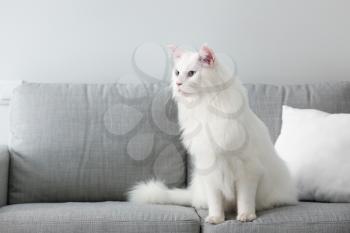 Cute white Maine Coon cat at home�