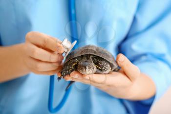 Veterinarian examining cute turtle in clinic, closeup�