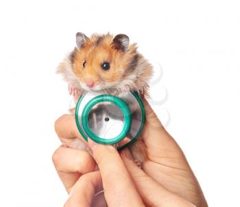 Veterinarian with cute hamster on white background�