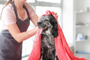Female groomer washing dog in salon�