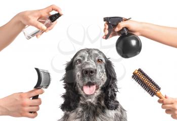 Female groomers taking care of cute dog on white background�