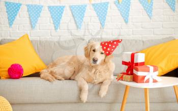 Cute dog celebrating Birthday at home�