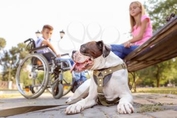 Cute dog, handicapped boy and his sister in park�