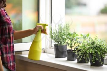 Woman spraying fresh homegrown herbs on windowsill�