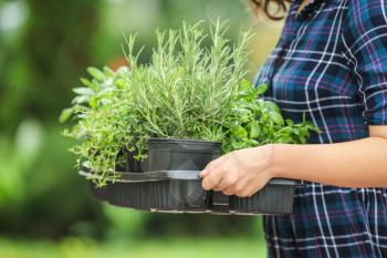 Woman holding pots with fresh aromatic herbs outdoors�