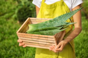 Woman holding crate with aloe vera leaves outdoors, closeup�