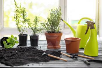 Pots with fresh aromatic herbs, soil and gardening equipment on wooden table near window�