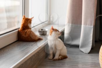 Cute little kittens near window�