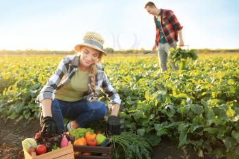 Farmers gathering vegetables in field�