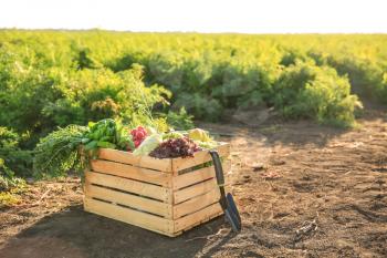 Wooden box with different vegetables in field�