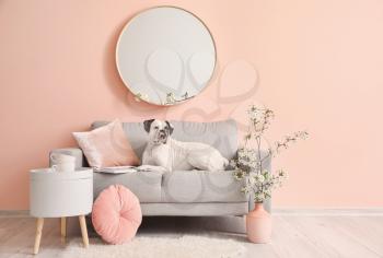 Cute dog in stylish interior of living room�