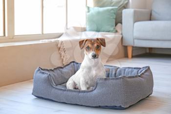 Cute dog in pet bed at home 