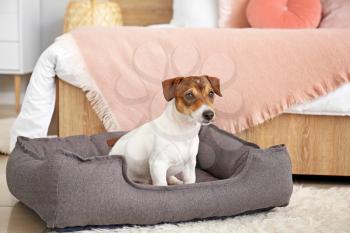 Cute dog in pet bed at home�