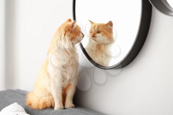 Cute funny cat near mirror at home�