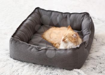 Cute funny cat lying in pet bed at home�