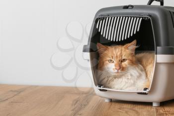 Cute funny cat in carrier at home�