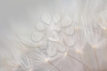 Closeup view of beautiful dandelion�