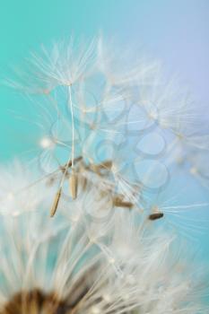 Beautiful dandelion on color background, closeup�
