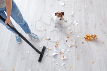 Owner cleaning floor after naughty dog�