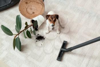 Owner cleaning carpet after naughty dog�