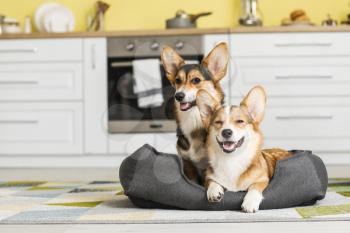 Cute corgi dogs with pet bed in kitchen at home 