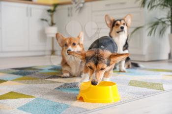 Cute corgi dog drinking water from bowl in kitchen at home�