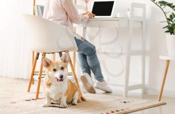 Woman with cute corgi dog working at home�