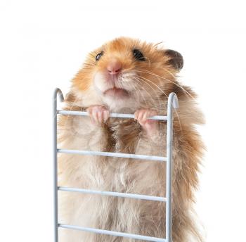Funny hamster with ladder on white background�