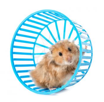 Funny hamster with wheel on white background�