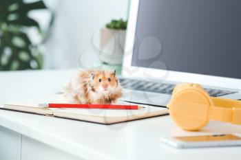 Curious funny hamster on table�