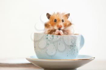 Curious funny hamster in cup on table�