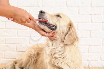 Owner brushing teeth of cute dog at home�