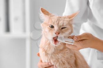 Veterinarian brushing cat's teeth in clinic�
