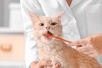 Veterinarian brushing cat's teeth in clinic�